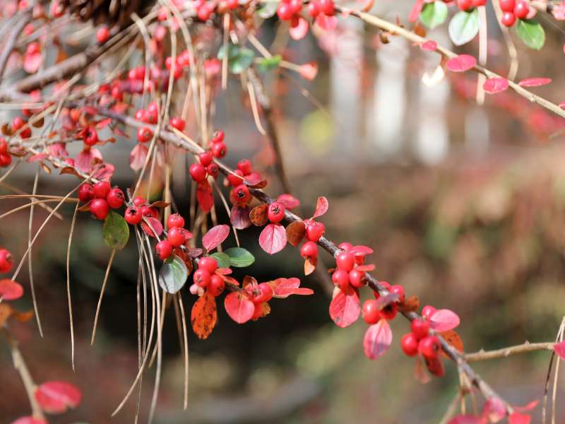 Cotoneaster horizontalis